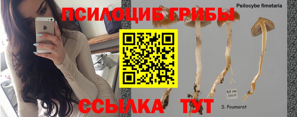 Псилоцибиновые грибы Cubensis Пенза